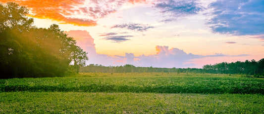 Soil Samples For Food Plots