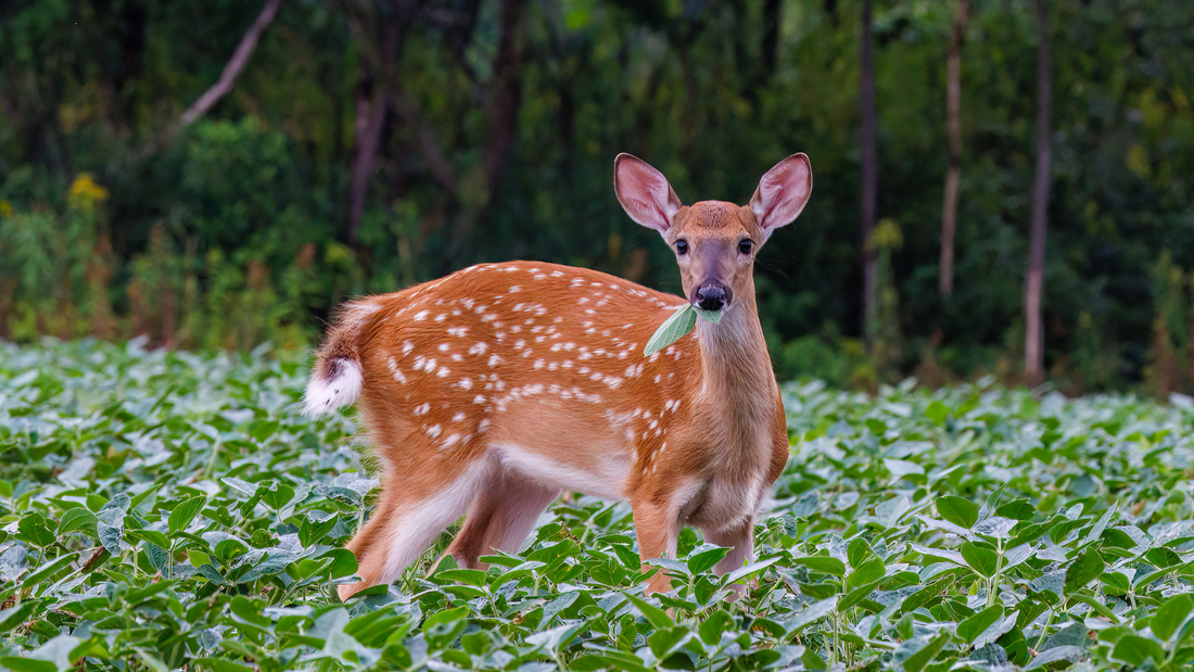Best Warm Season Food Plots for Deer