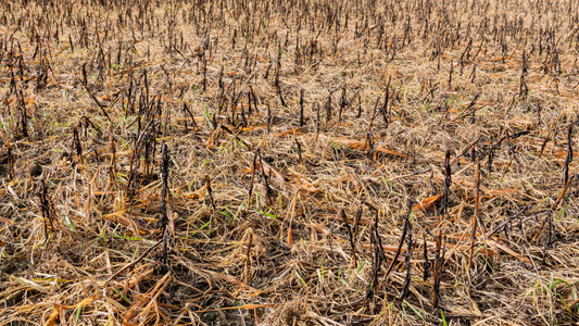 Timing Herbicide Applications