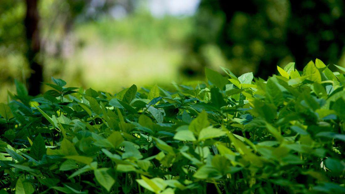 Should You Spray Before Planting Spring Food Plots?